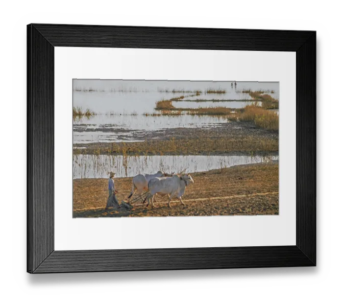 Framed Print : Lake Taungthaman with a farmer ploughing behind a team of oxen Framed Print : Lake Taungthaman with a farmer ploughing behind a team of oxen