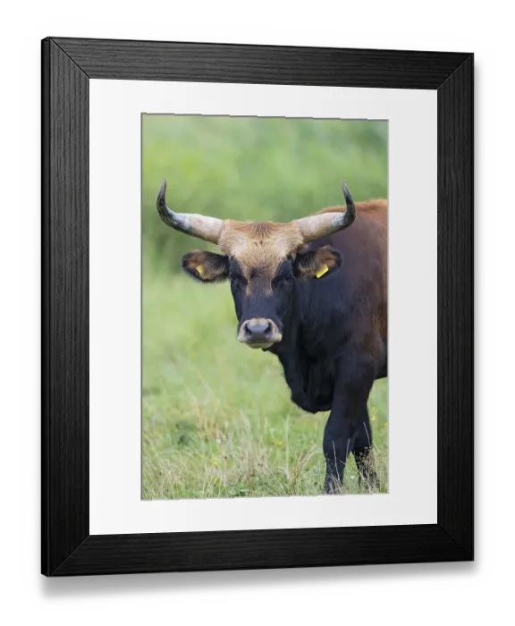 Framed Print : Heck cattle (Bos primigenius f)