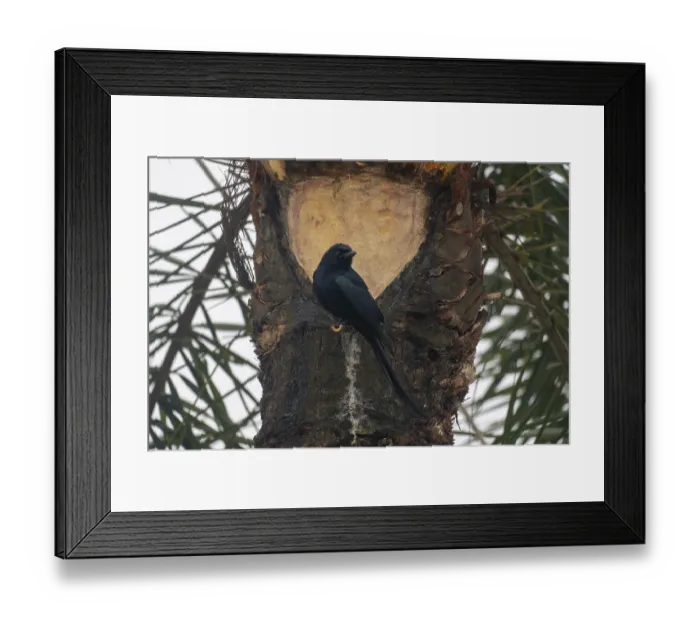 Framed Print : A black Drongo (Dicrurus macrocercus) bird is perched on the trunk of a palm tree