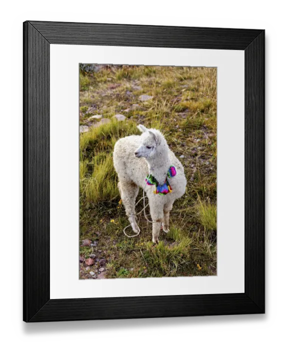 Framed Print : An alpaca in colorful decoration stands in a green meadow in the mountains