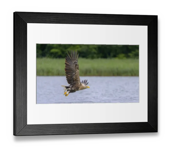 Framed Print : White-tailed eagle (Haliaeetus albicilla)