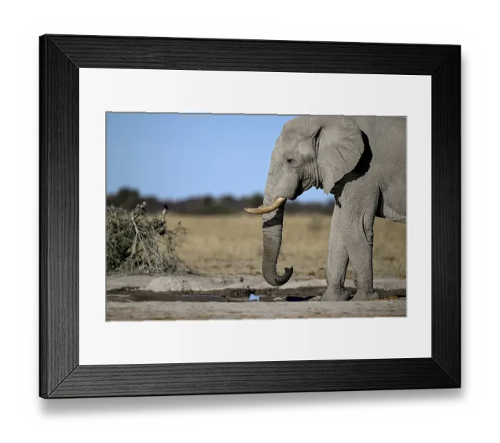 Framed Print : African elephant (Loxodonta africana) Framed Print : African elephant (Loxodonta africana)