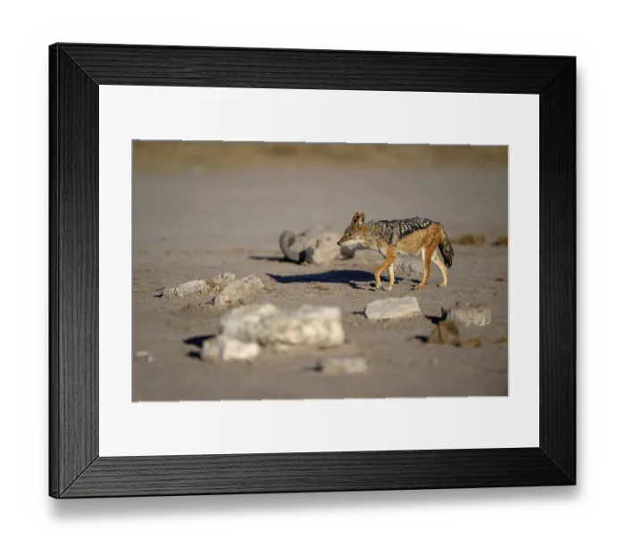 Framed Print : Black-backed jackal (Lupulella mesomelas)