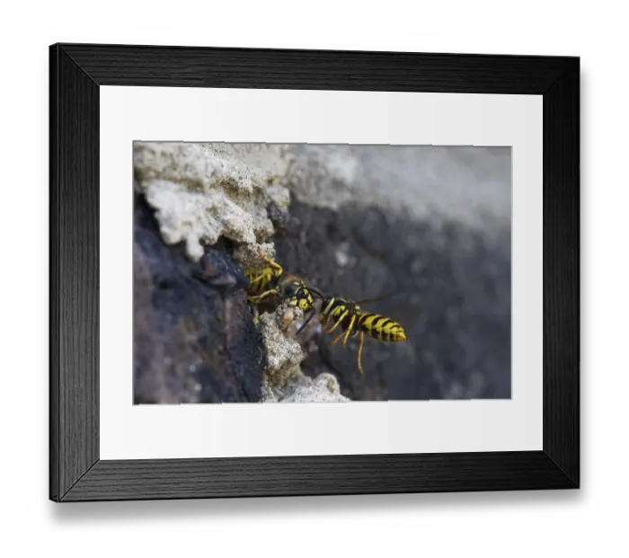 Framed Print : Vespula germanica (Vespula germanica) in front of the entrance to the nest in a house wall
