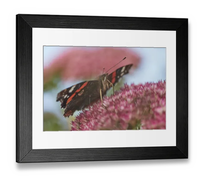 Framed Print : Admiral (Vanessa atalanta) seeks nectar in the flowers of the stonecrop (Hylotelephium)
