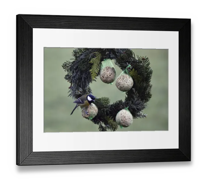Framed Print : Great tits (Parus major) eating tit dumplings at the feeder