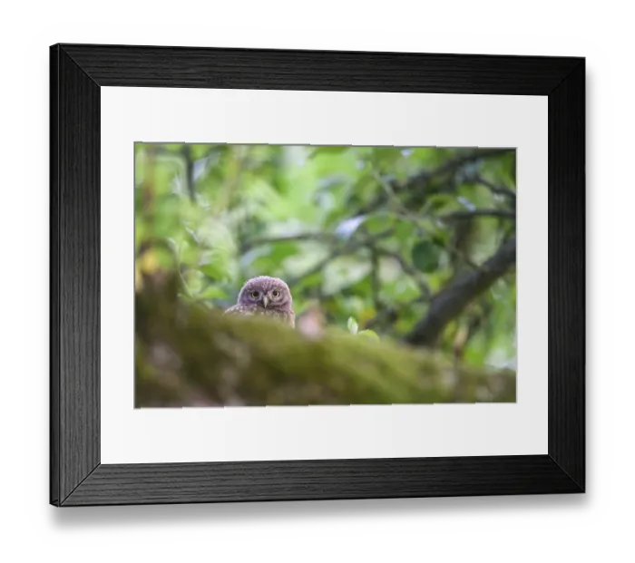 Framed Print : Young little owl (Athene noctua) sitting on a moss-covered branch on an apple tree