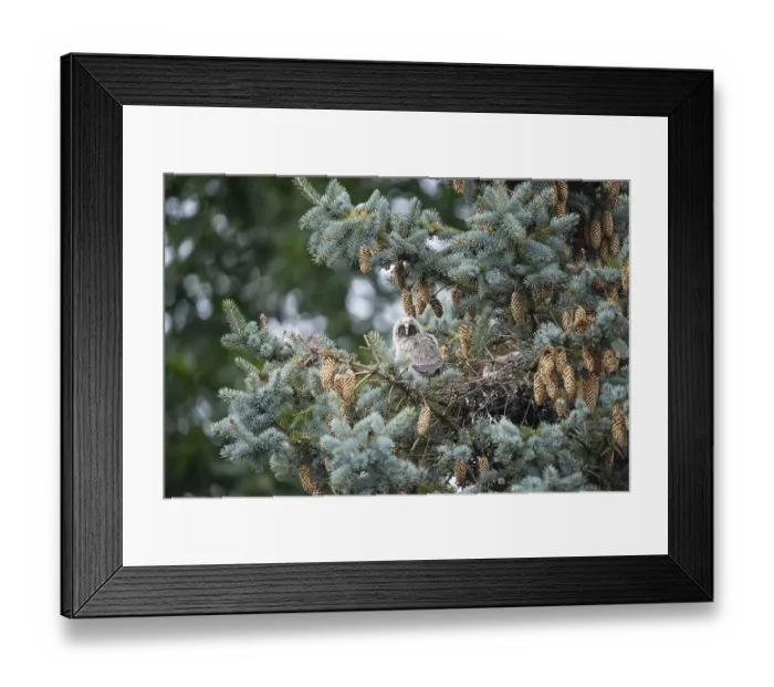Framed Print : Young long-eared owl (Asio otus) forest spirits sitting in the nest surrounded by pine cones and needles in a tree