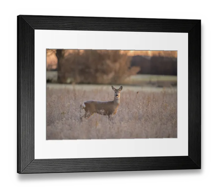 Framed Print : A deer stands in a field with trees silhouetted against a sunset background