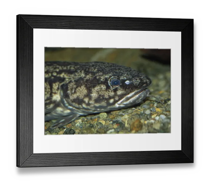 Framed Print : Burbot head portrait floating looking right Framed Print : Burbot head portrait floating looking right