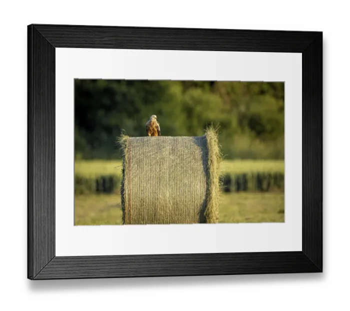 Framed Print : A bird sits on a large hay bale in the middle of a green meadow at dusk Framed Print : A bird sits on a large hay bale in the middle of a green meadow at dusk