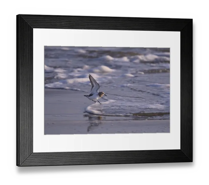 Framed Print : Sanderling (Calidris alba) landing in a wave