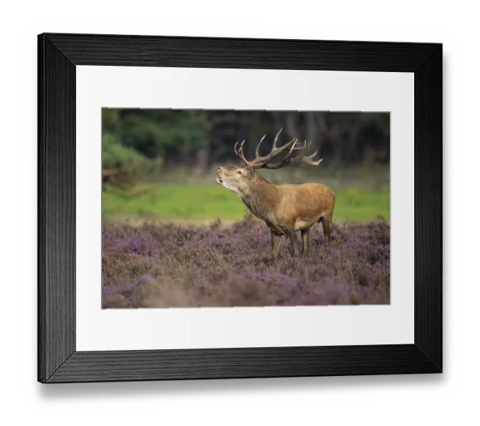 Framed Print : Red deer (Cervus elaphus), Hoenderloo