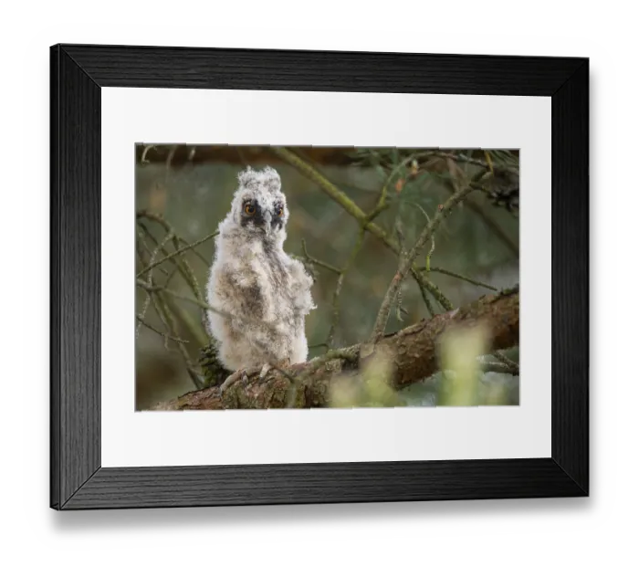 Framed Print : Long-eared owl (Asio otus), young bird