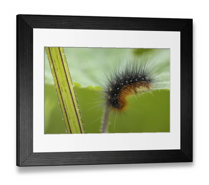 Framed Print : Caterpillar of the Garden tiger moth (Arctia caja) Framed Print : Caterpillar of the Garden tiger moth (Arctia caja)