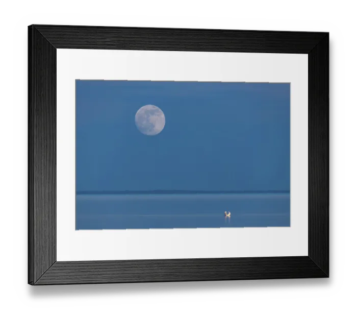 Framed Print : Mute swan (Cygnus olor) with full moon on the Bodden on Rugen