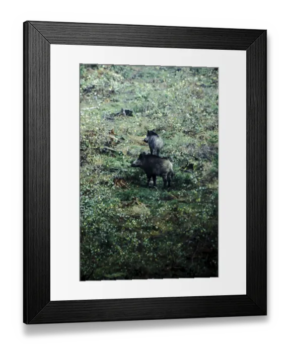 Framed Print : Wild boar, Sus scrofa, eating, Burbach Framed Print : Wild boar, Sus scrofa, eating, Burbach