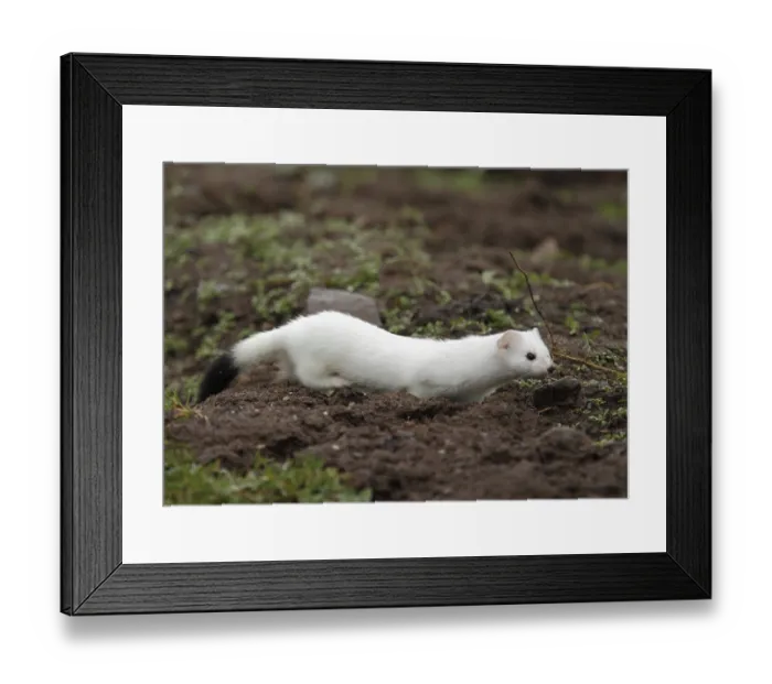 Framed Print : Ermine, Mustela verminea, hunting Framed Print : Ermine, Mustela verminea, hunting