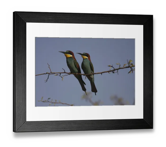 Framed Print : Iene-eaters, Merops apiaster, sitting on a branch