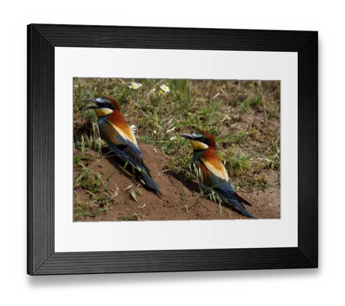 Framed Print : Bee-eaters, Merops apiaster, sitting on the ground Framed Print : Bee-eaters, Merops apiaster, sitting on the ground