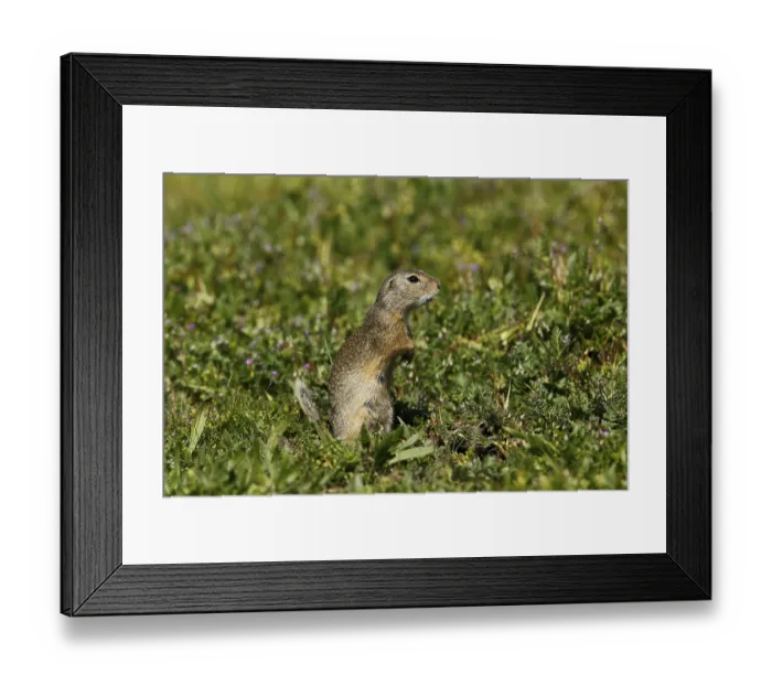 Framed Print : Ground squirrel, Spermophilus, eating Framed Print : Ground squirrel, Spermophilus, eating