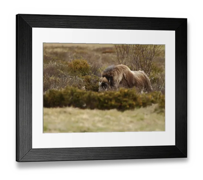 Framed Print : Musk ox, Ovibos moschatus, bull