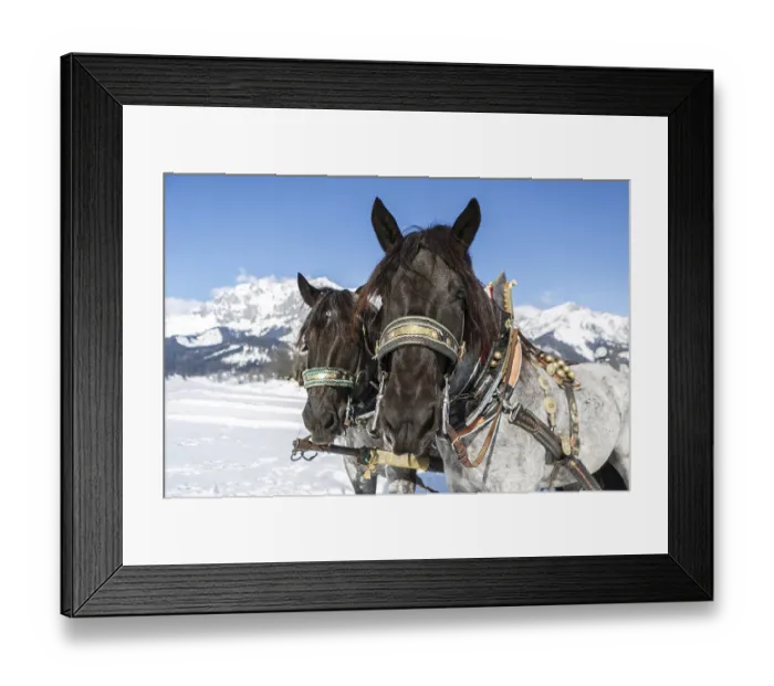 Framed Print : Team of cold-blood horses in harness standing in snowy winter landscape with alpine mountains in background