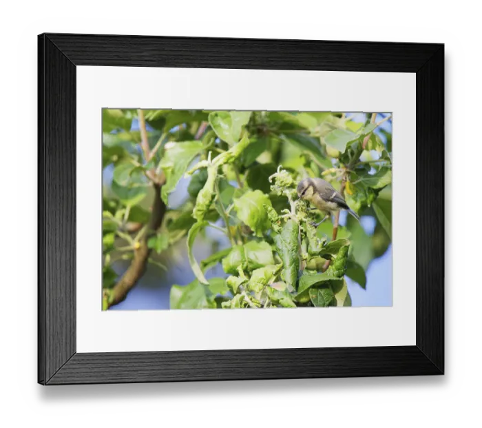 Framed Print : Blue tit (Cyanistes caeruleus) sitting in the bushes and looking for food