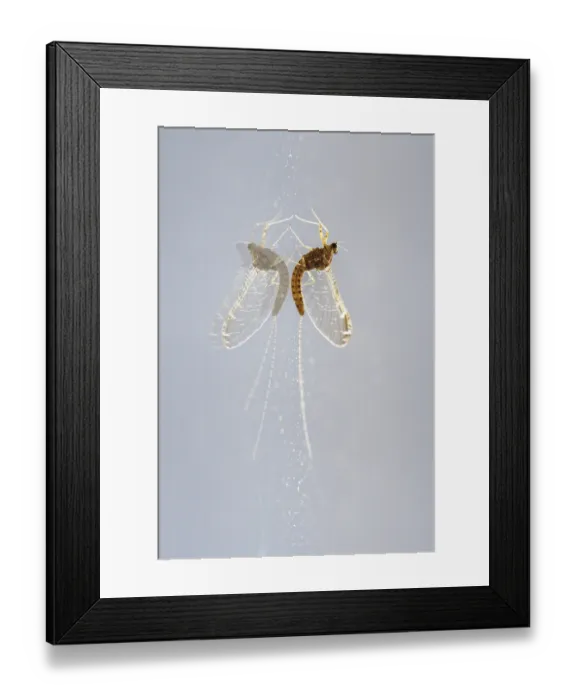 Framed Print : Mayfly (Ephemeroptera) sits on a window pane and is reflected in it Framed Print : Mayfly (Ephemeroptera) sits on a window pane and is reflected in it
