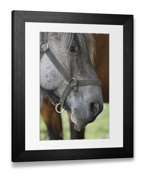 Framed Print : Portrait of a horse, Kempen, North Rhine-Westphalia