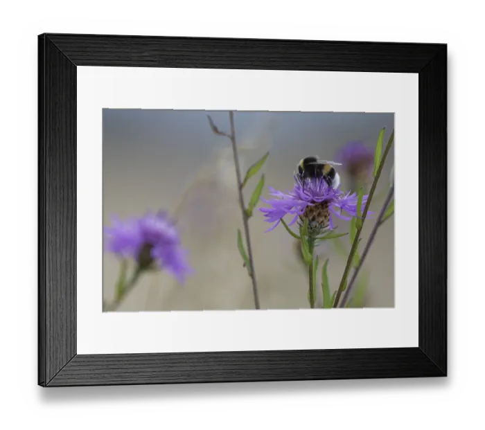 Framed Print : Meadow bumblebee (Bombus pratorum) collects nectar and pollen on cornflower (Centaurea cyanus)