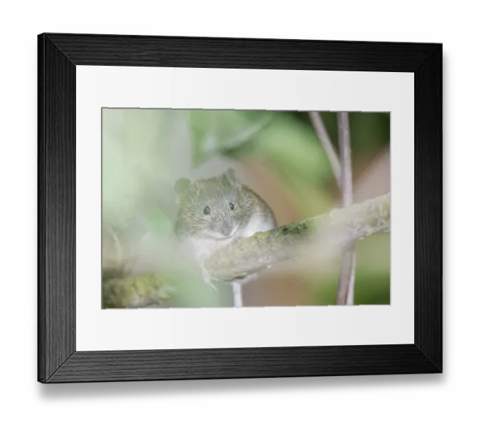 Framed Print : House mouse (Mus), Kempen North Rhine-Westphalia