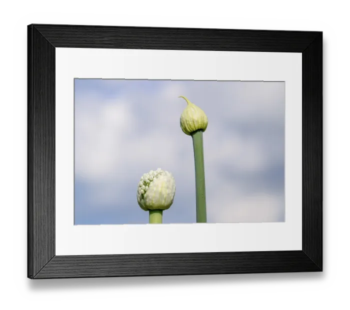 Framed Print : Flowering onions in the garden. Bud of Onion Framed Print : Flowering onions in the garden. Bud of Onion