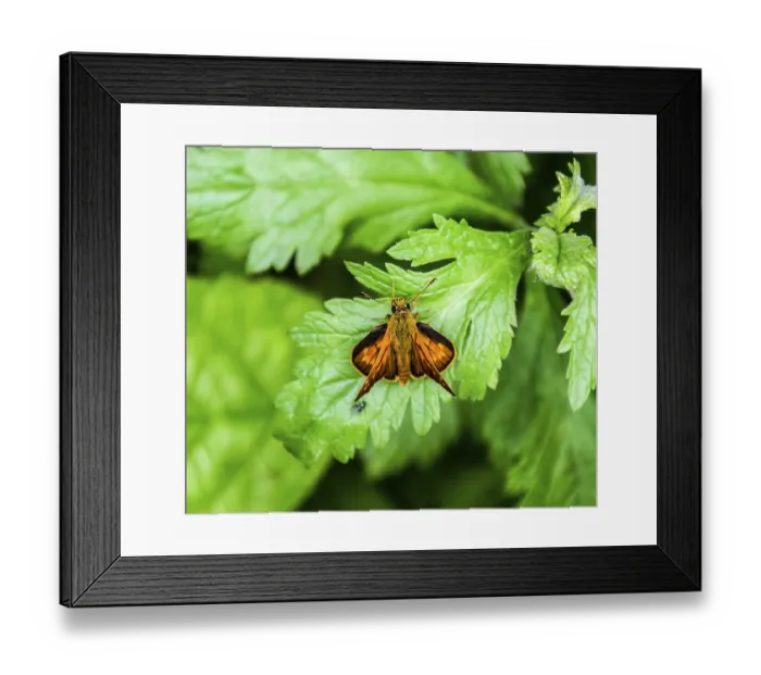 Framed Print : Full photo with a sharp closeup of a skipper Hesperiidae butterfly taken with a macro lens
