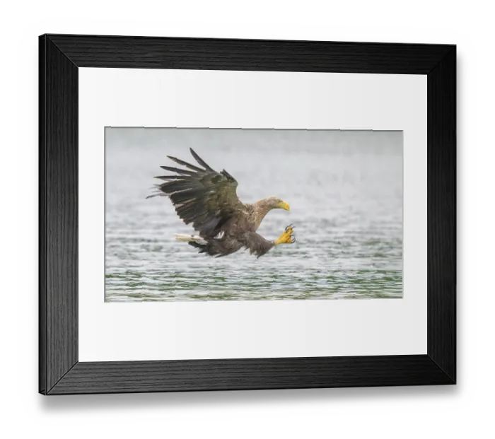 Framed Print : White-tailed eagle (Haliaeetus albicilla)