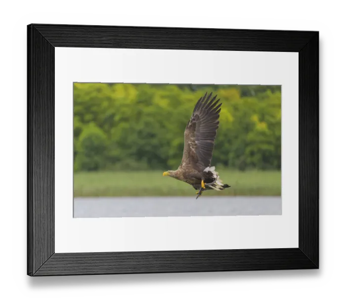 Framed Print : White-tailed eagle (Haliaeetus albicilla) Framed Print : White-tailed eagle (Haliaeetus albicilla)
