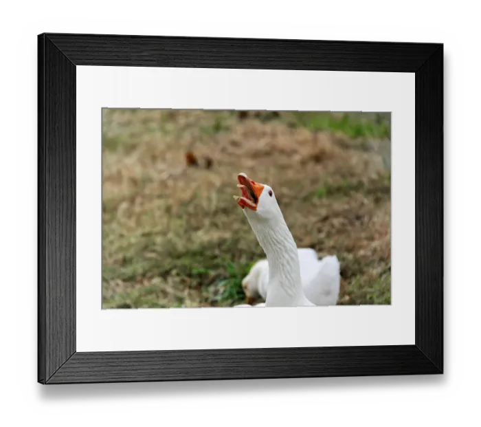 Framed Print : Agios Nikolaos, Crete, Greece, A goose in a meadow keeps its beak open surrounded by natural autumn environment