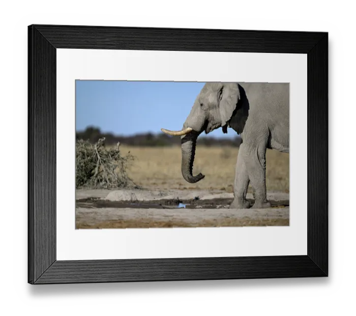 Framed Print : African elephant (Loxodonta africana) Framed Print : African elephant (Loxodonta africana)
