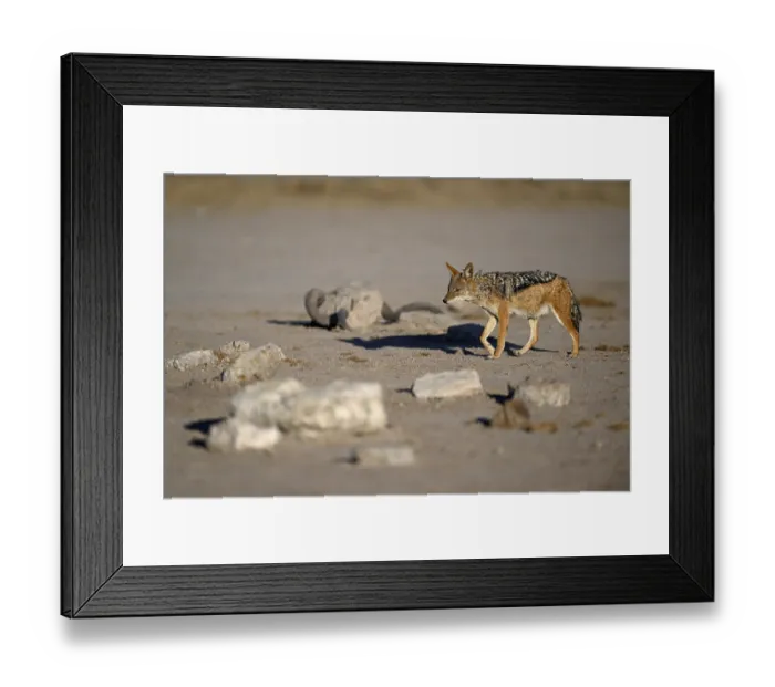 Framed Print : Black-backed jackal (Lupulella mesomelas) Framed Print : Black-backed jackal (Lupulella mesomelas)