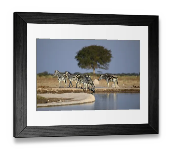 Framed Print : Plains zebra (Equus quagga) at the Nxai Pan waterhole