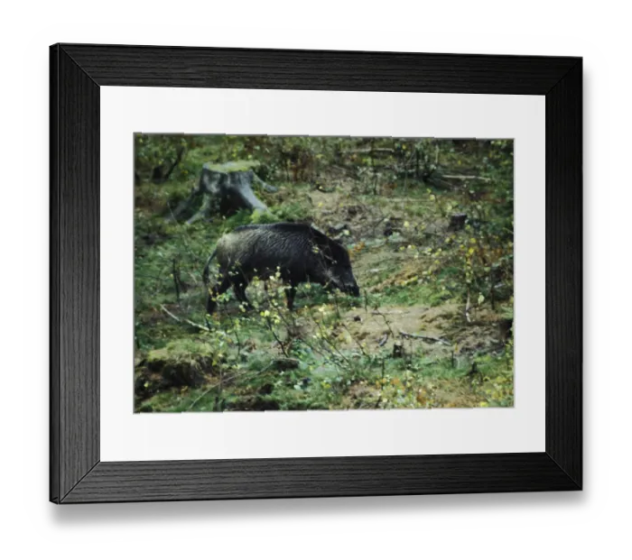 Framed Print : Wild boar, Sus scrofa, eating, Burbach Framed Print : Wild boar, Sus scrofa, eating, Burbach