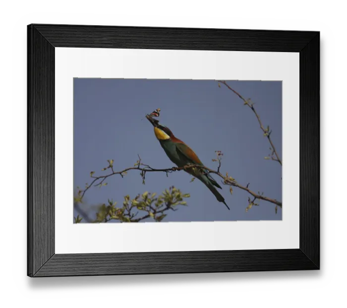 Framed Print : Bee-eater, Merops apiaster, sitting on a branch