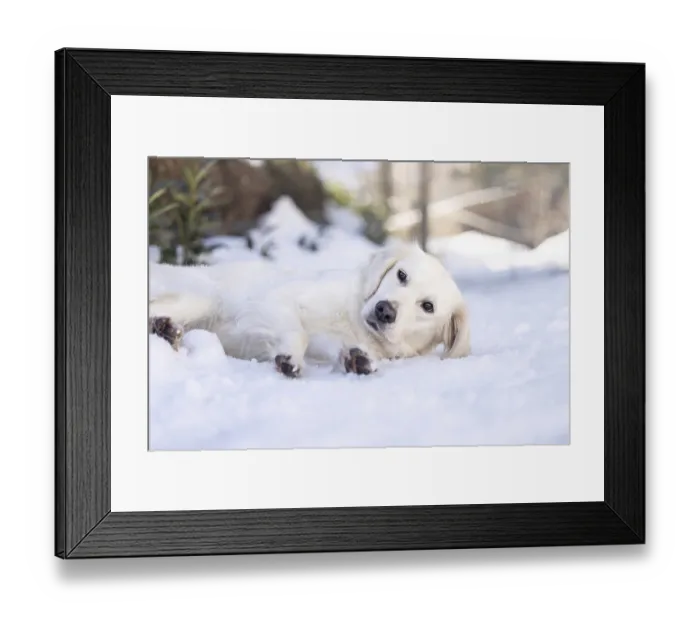 Framed Print : White golden retriever resting in fresh snow outdoors