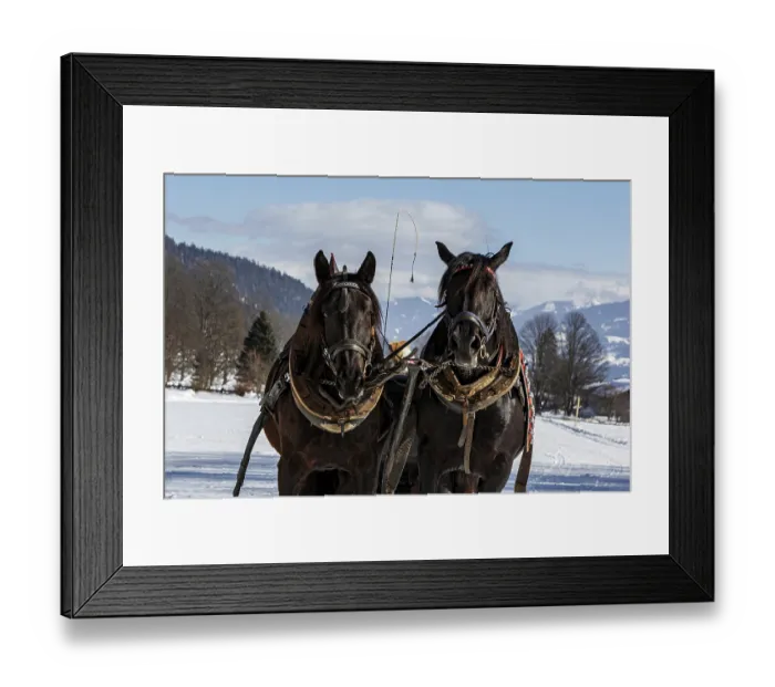 Framed Print : Team of cold-blood horses in harness standing in snowy winter landscape with alpine mountains in background Framed Print : Team of cold-blood horses in harness standing in snowy winter landscape with alpine mountains in background