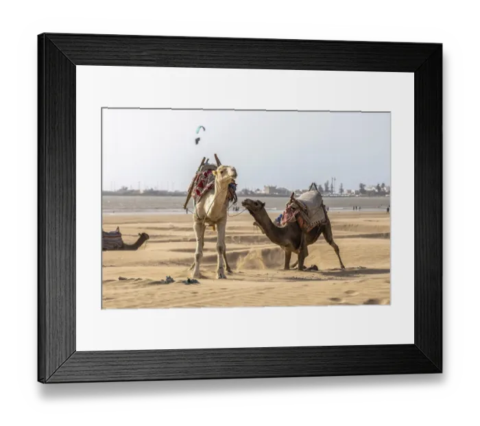 Framed Print : Camel and horses on the beach of Essaouira