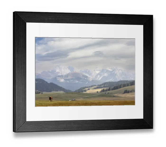 Framed Print : Alpine cow resting on green mountain meadow in sunlight with scenic Dolomites landscape in the background