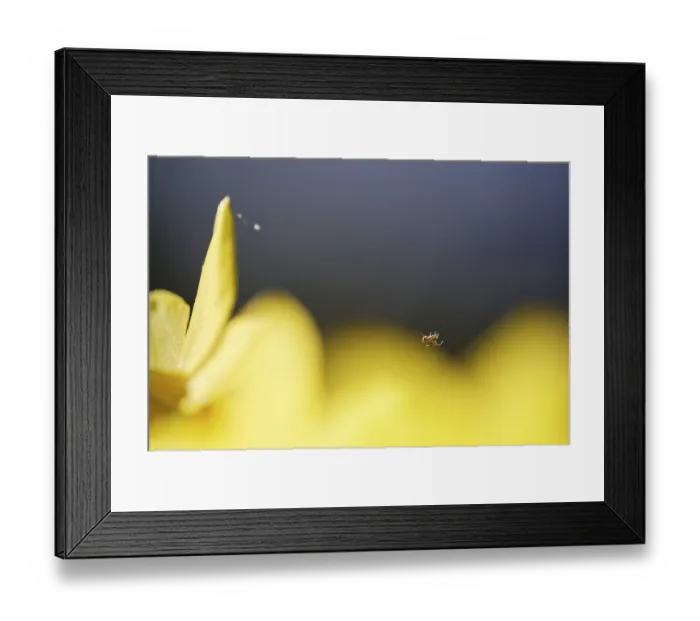 Framed Print : Small cross spider (Araneus) on a silken thread