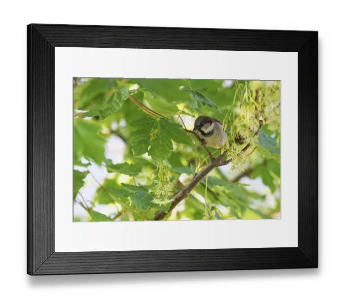 Framed Print : Tree sparrow (Passer montanus) sitting in a sycamore maple (Acer pseudoplatanus) Framed Print : Tree sparrow (Passer montanus) sitting in a sycamore maple (Acer pseudoplatanus)