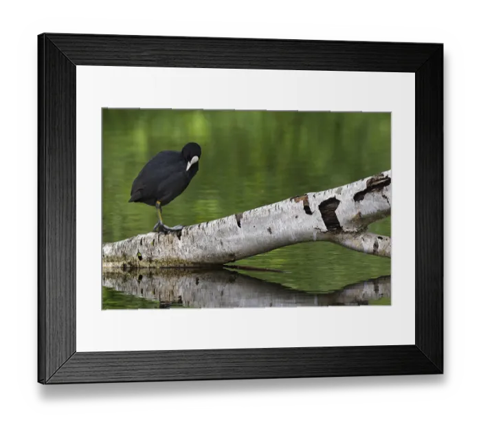 Framed Print : Eurasian Coot (Fulica atra) sitting on a rotten birch trunk Framed Print : Eurasian Coot (Fulica atra) sitting on a rotten birch trunk