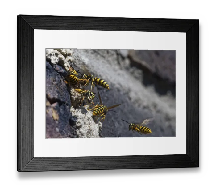 Framed Print : Vespula germanica (Vespula germanica) in front of the entrance to the nest in a house wall Framed Print : Vespula germanica (Vespula germanica) in front of the entrance to the nest in a house wall